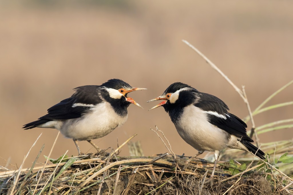 myna pied indiano