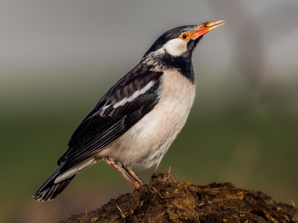 myna pied indiano