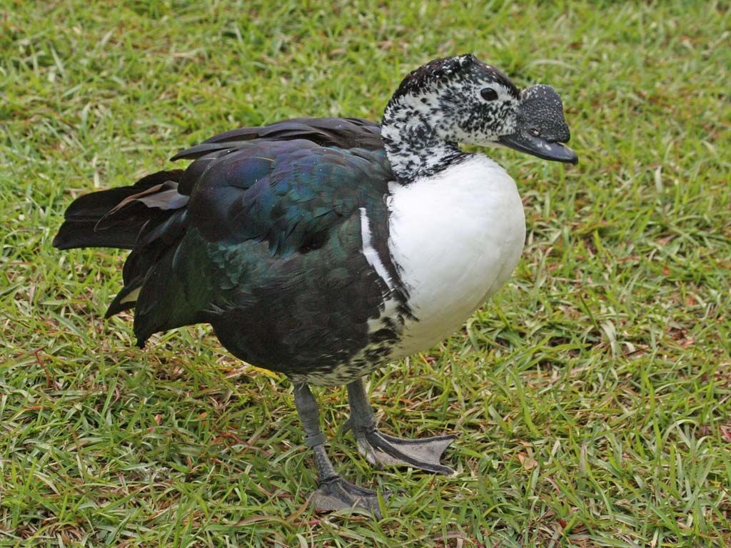 pato-de-crista-americano