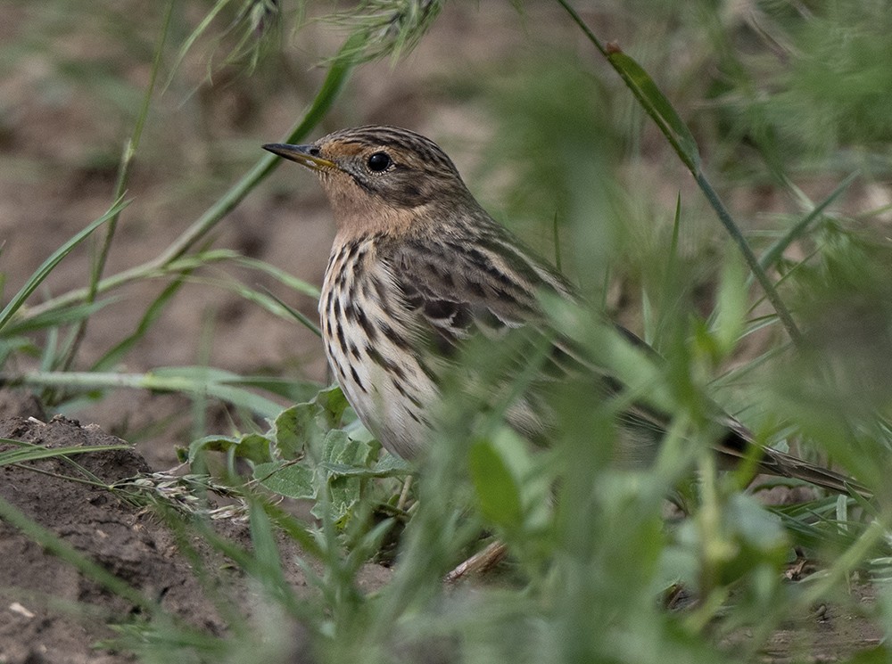 petinha-de-garganta-ruiva