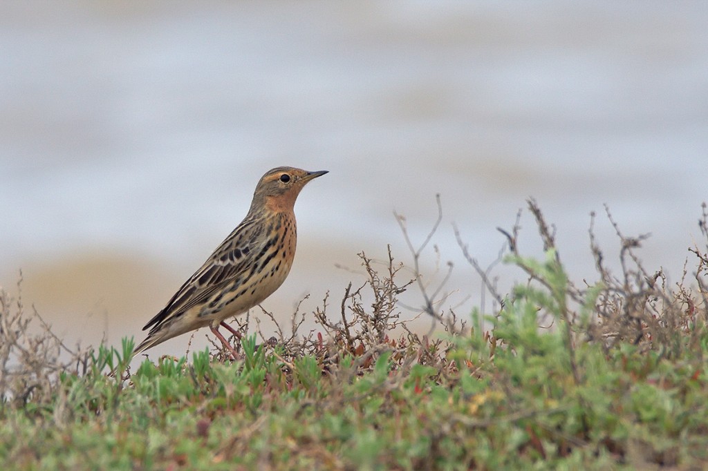 petinha-de-garganta-ruiva