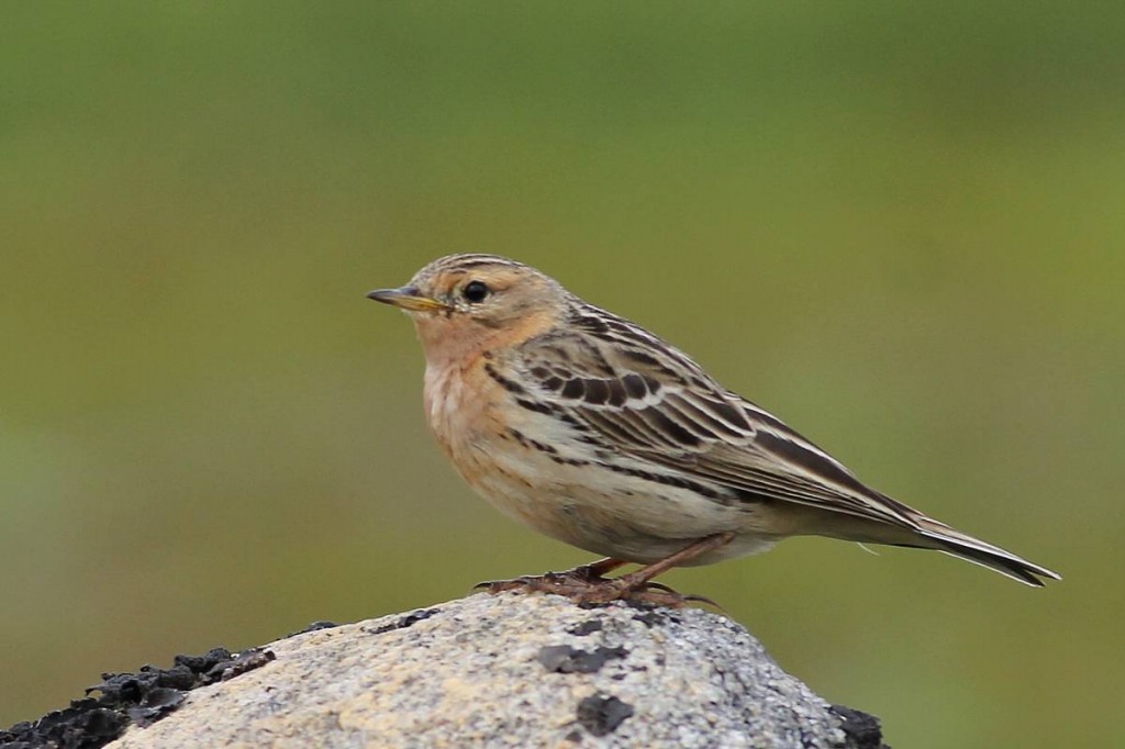 petinha-de-garganta-ruiva