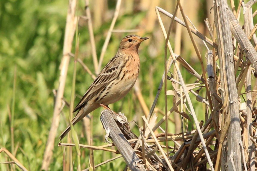 petinha-de-garganta-ruiva