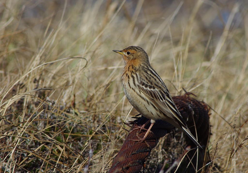 petinha-de-garganta-ruiva