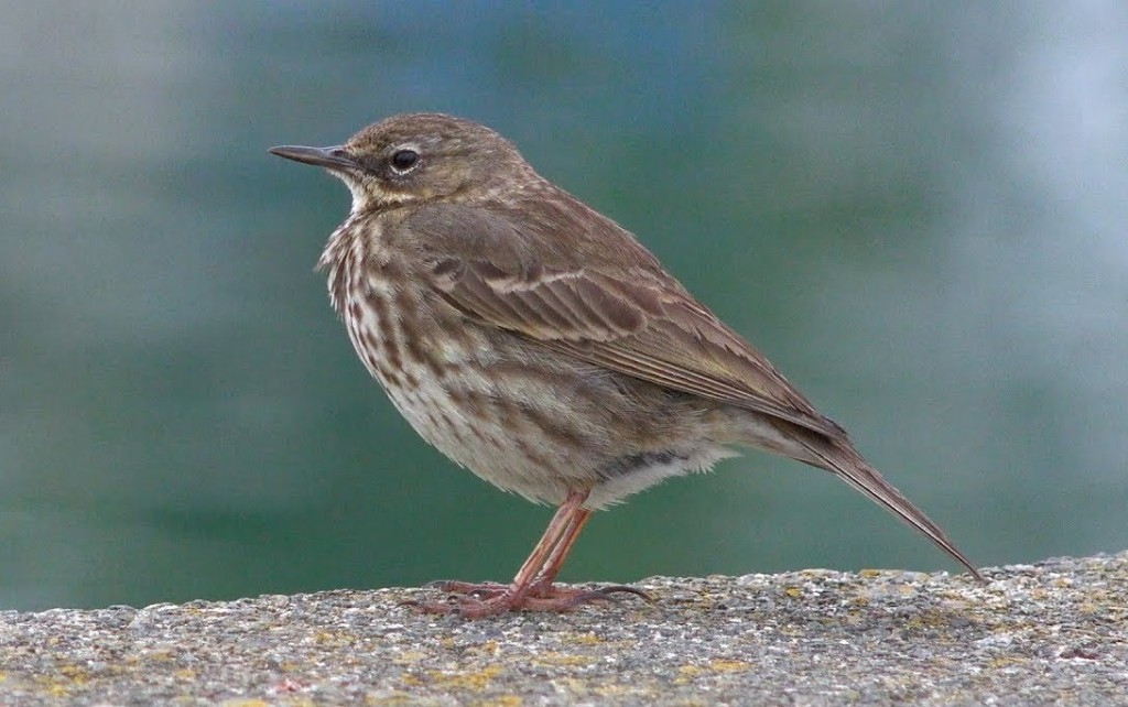 petinha-marítima