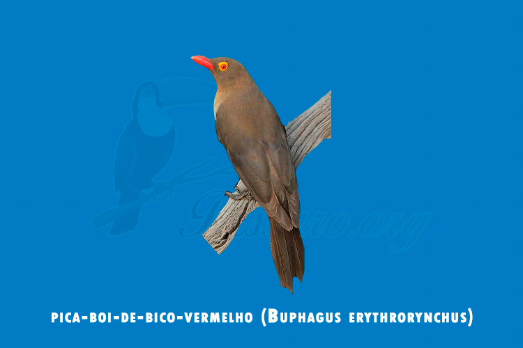 pica-boi-de-bico-vermelho ( buphagus erythrorynchus)