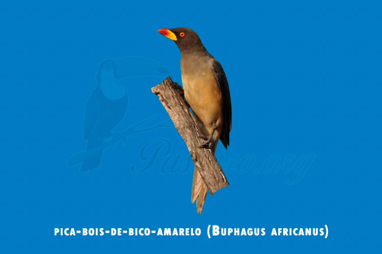 pica-bois-de-bico-amarelo (buphagus africanus)
