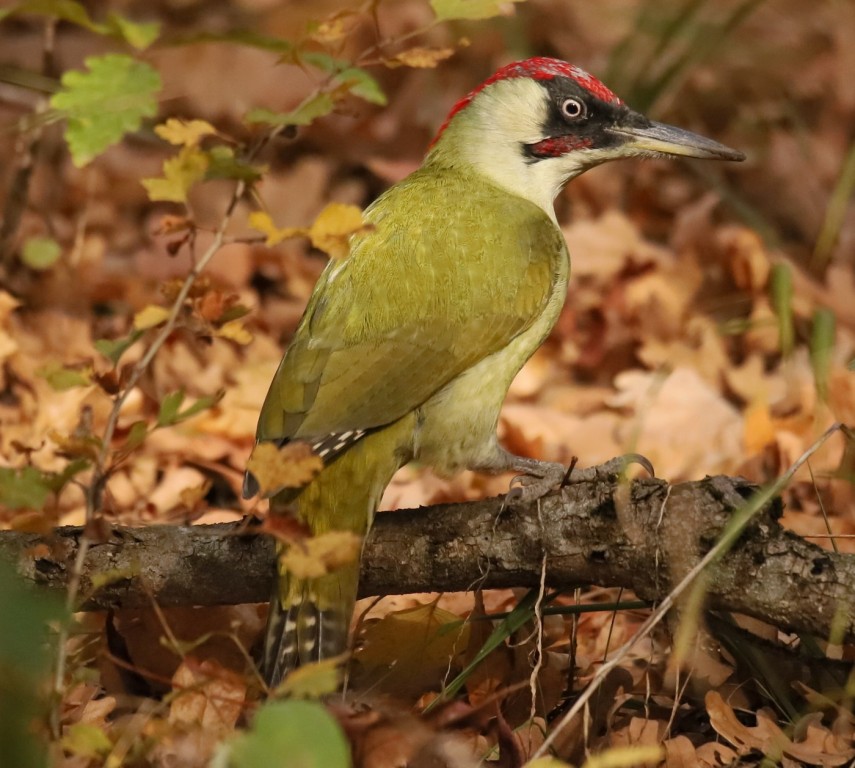 pica-pau-verde