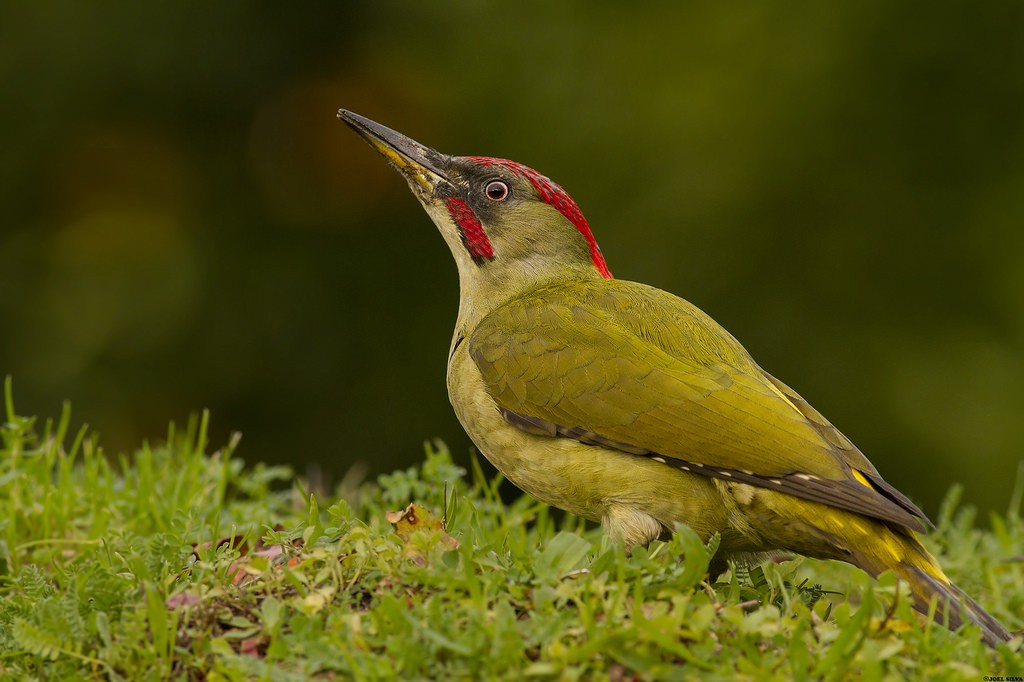 pica-pau-verde