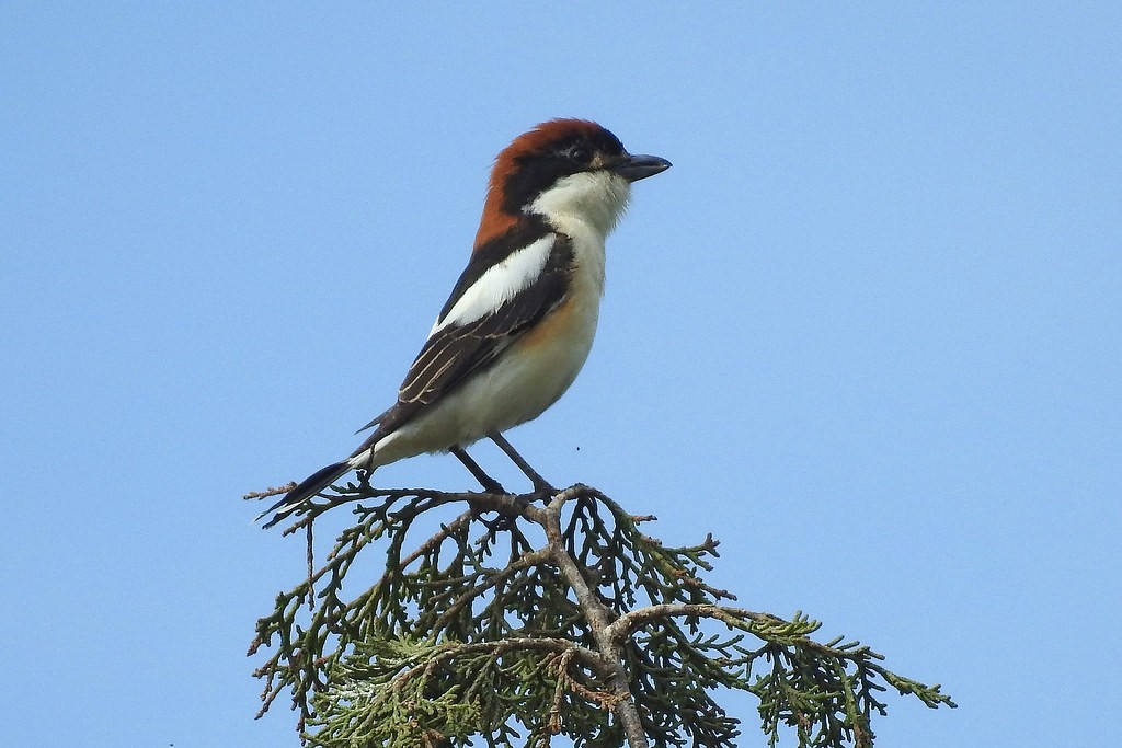 picanco-barreteiro