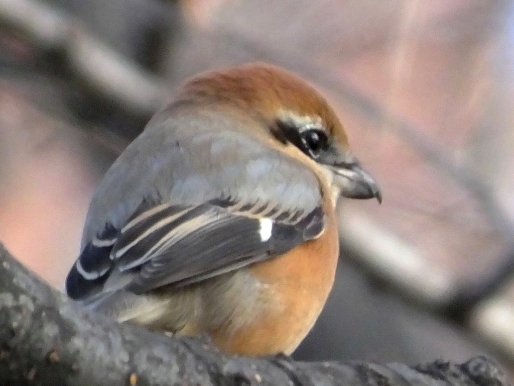 picanco-cabeca-de-touro