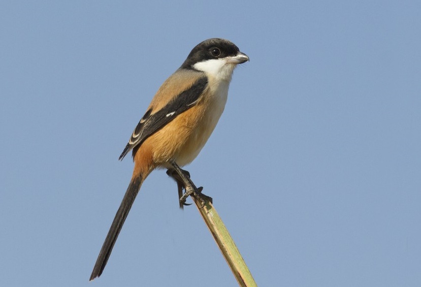 picanco de cauda longa