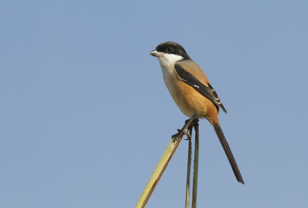 picanco de cauda longa