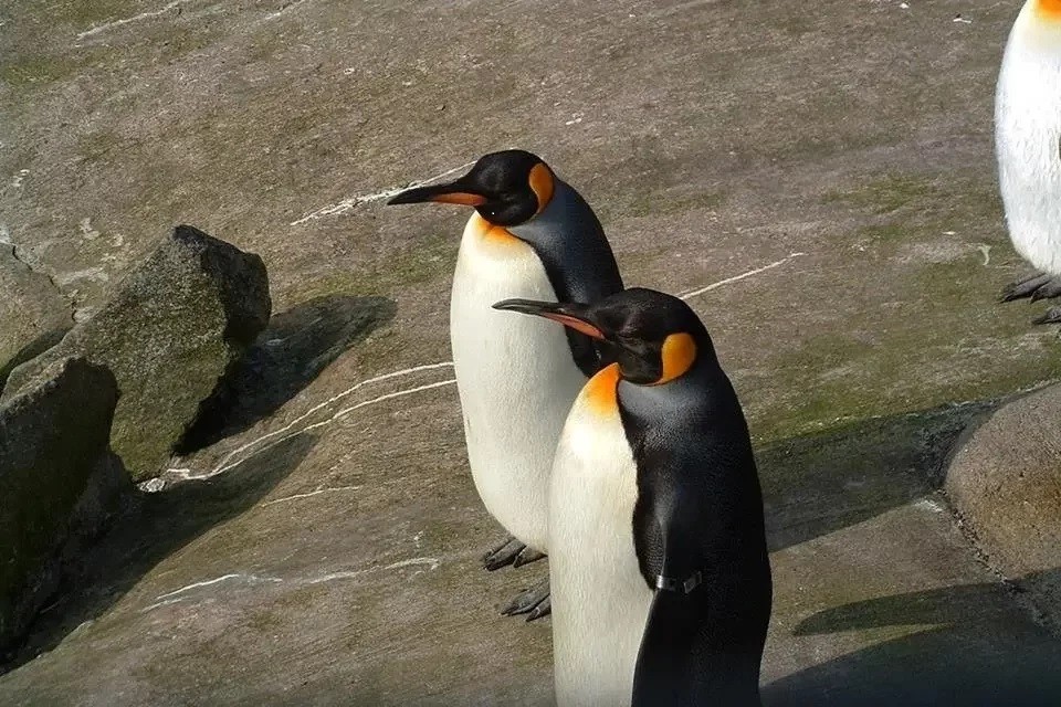 pinguim