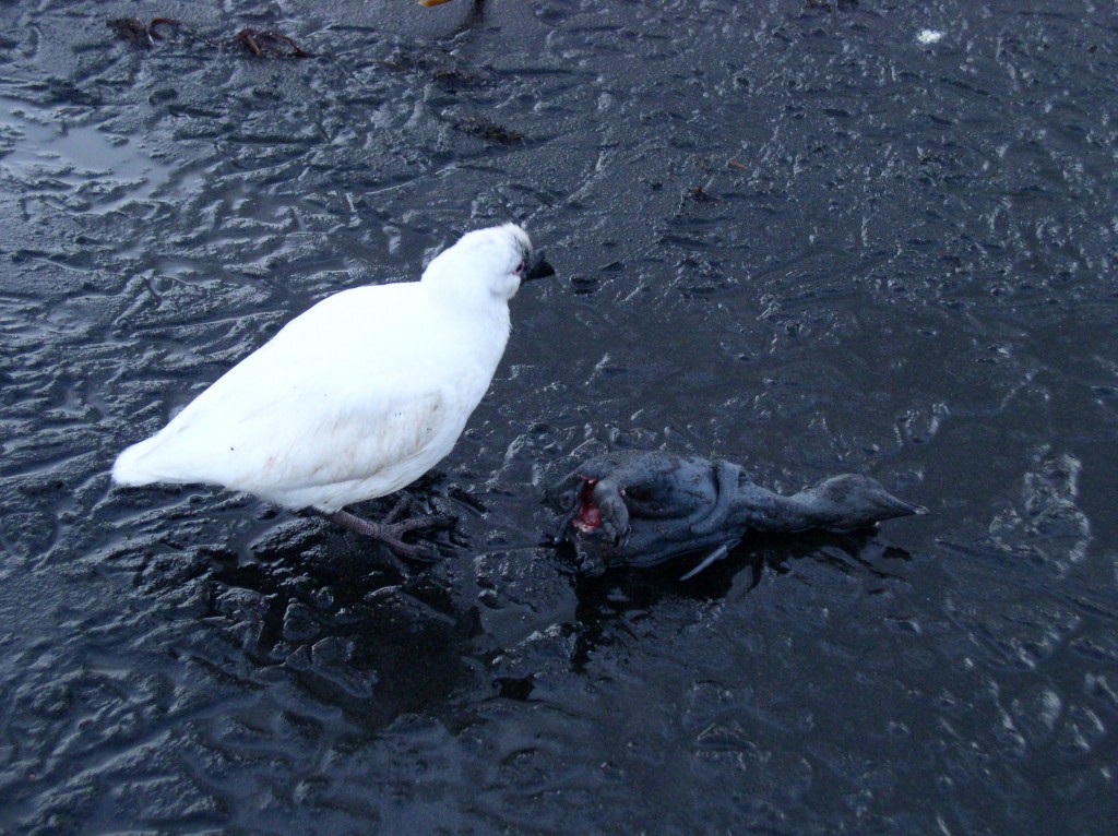  pomba-antartica-de-cara-preta