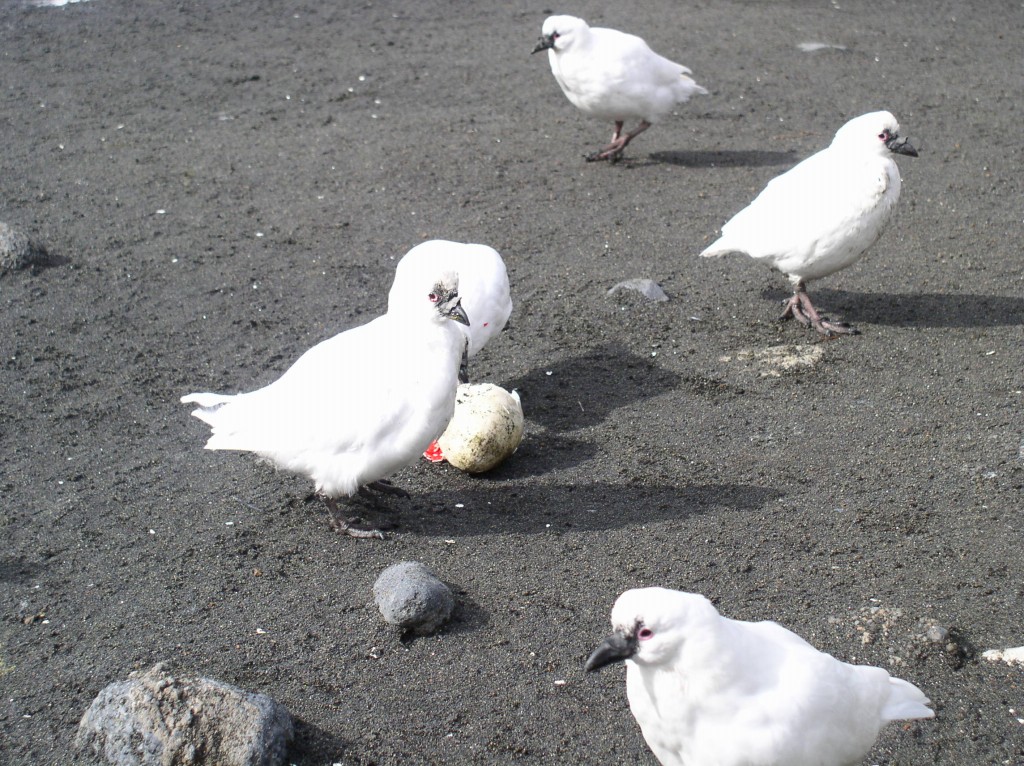  pomba-antartica-de-cara-preta