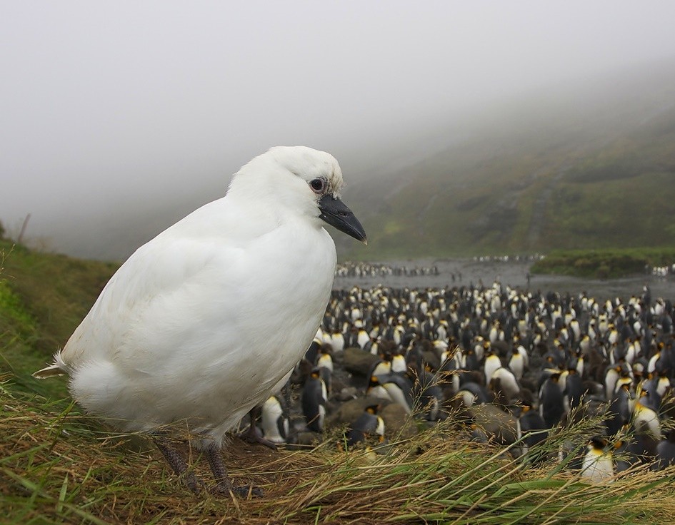 pomba-antartica-de-cara-preta