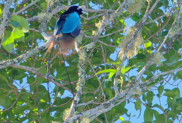 reproducao do avea-do-paraíso-azul