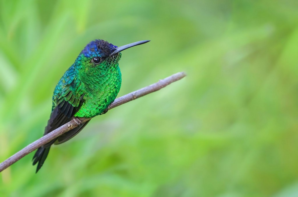 reproducao do beija-flor-de-fronte-violeta