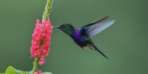 reproducao do beija-flor-tesoura-verde