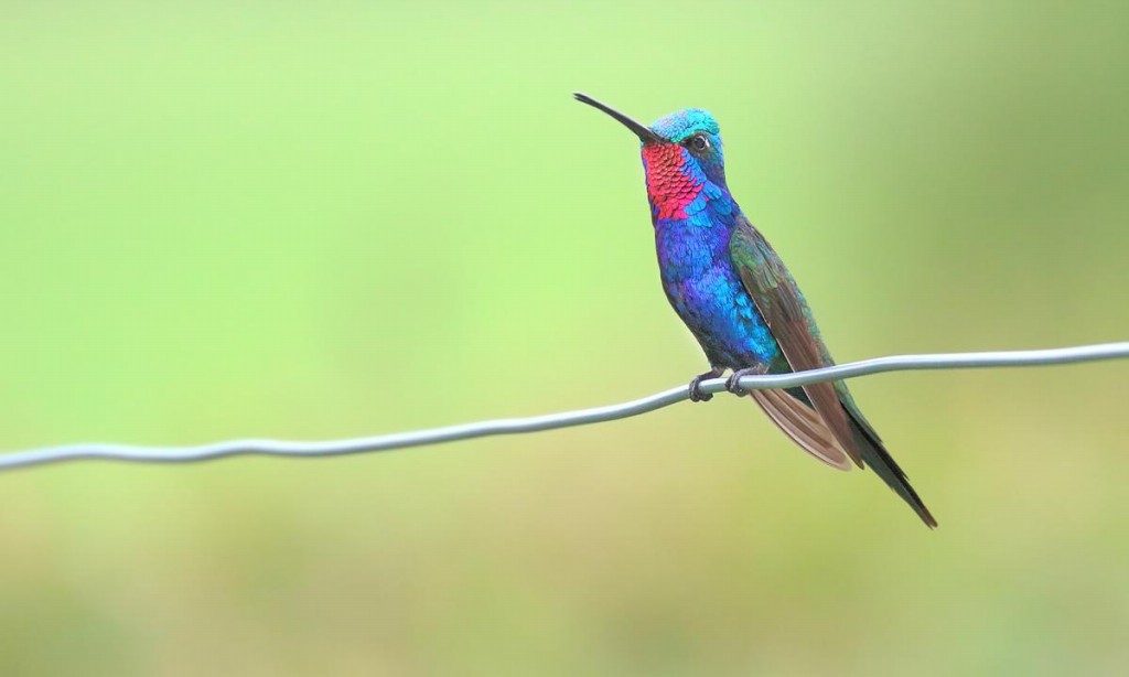 reproducao do bico-reto-azul