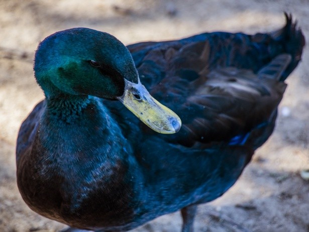 reproducao do pato cayuga