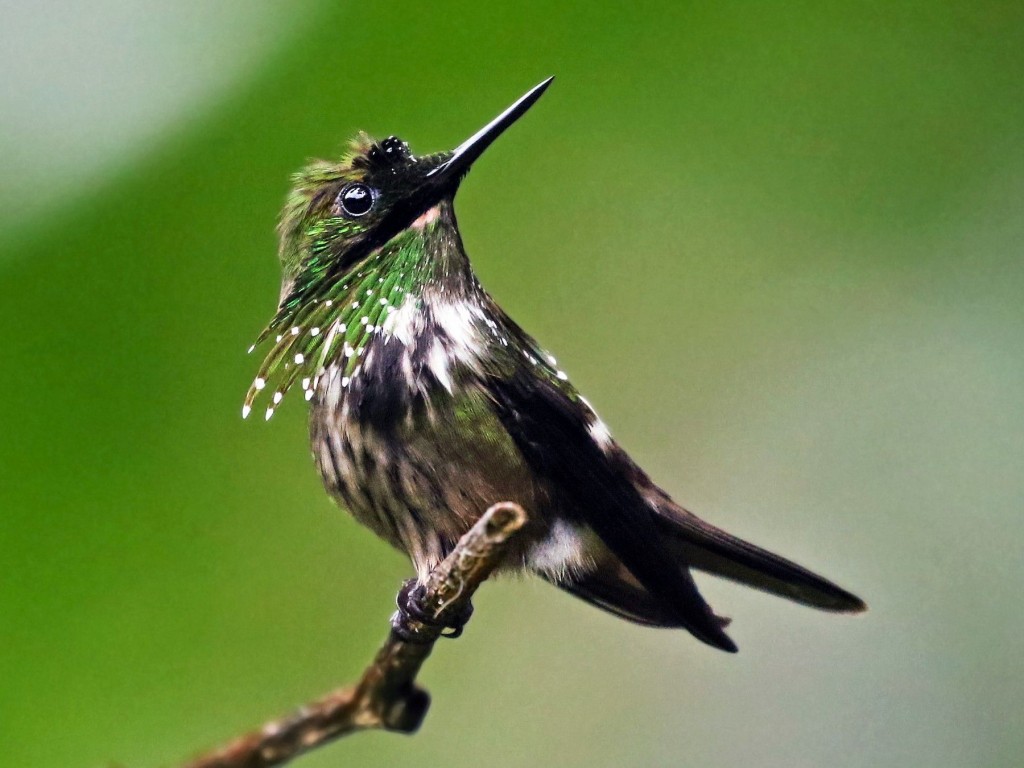 reproducao do topetinho-verde