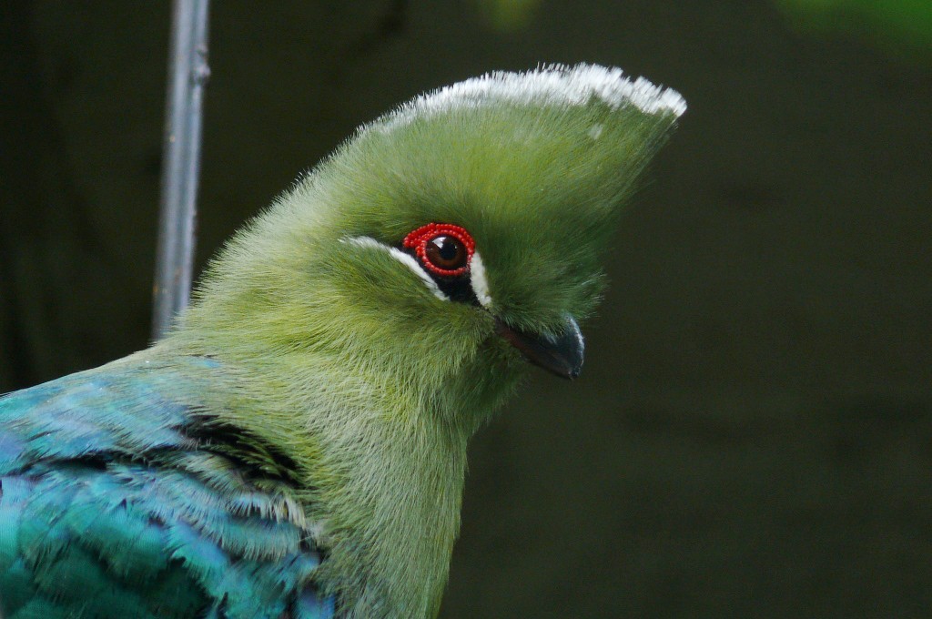 reproducao do turaco-de-bico-preto