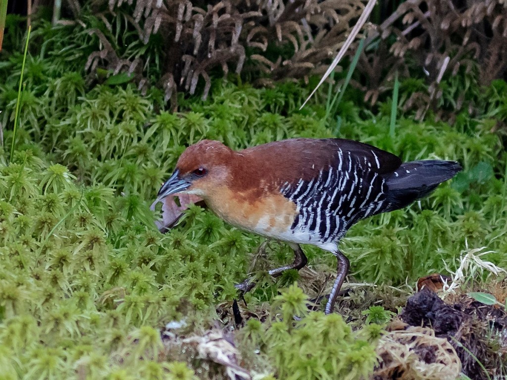 sana-de-cara-ruiva