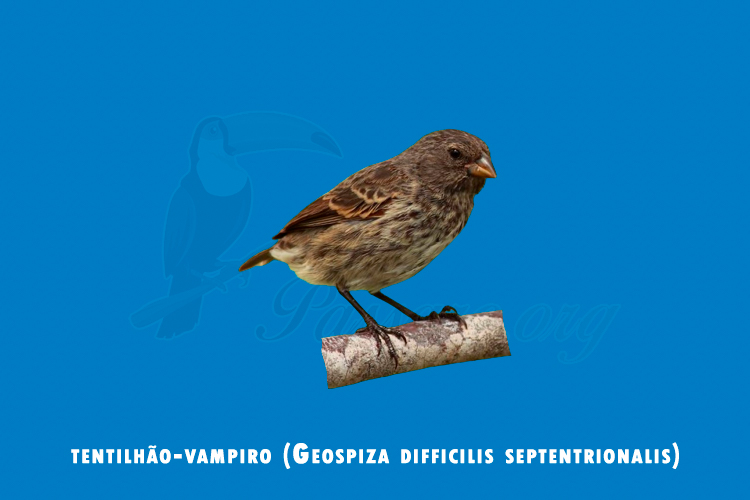 tentilhao-vampiro (geospiza difficilis septentrionalis)
