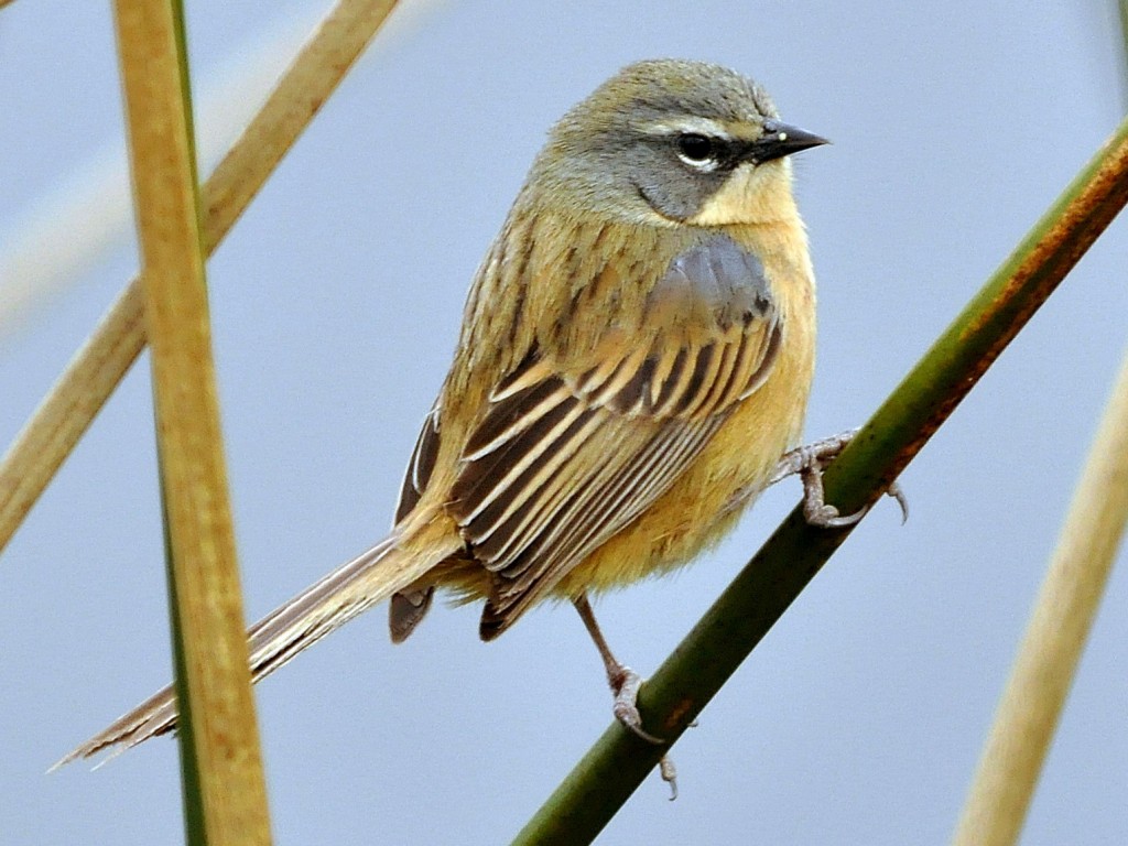 tico-tico-do-banhado