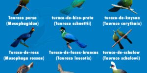 tipos de turaco