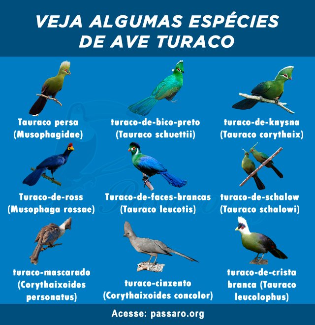 tipos de turaco