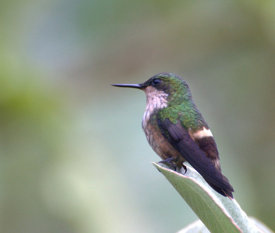 topetinho-verde