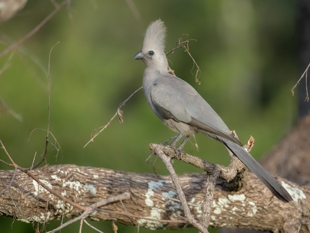 turaco-cinzento