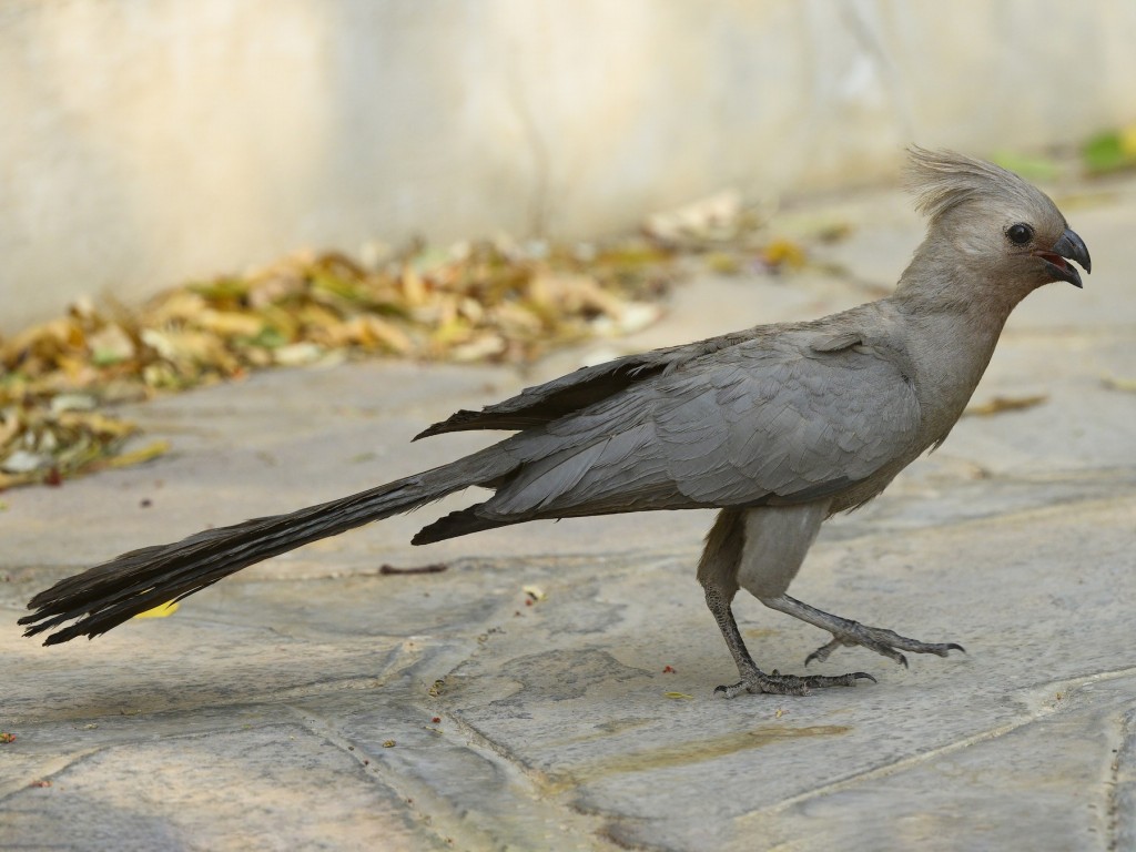 turaco-cinzento