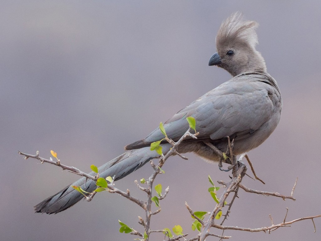 turaco-cinzento