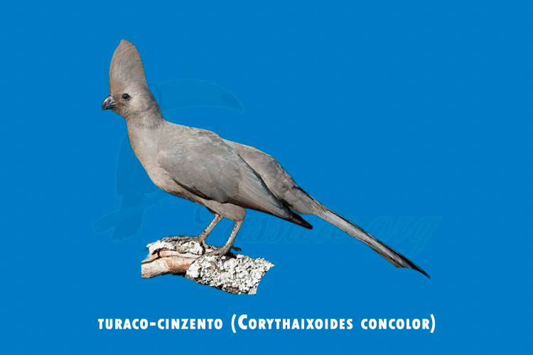 turaco-cinzento (corythaixoides concolor) 