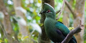 turaco-de-bico-preto