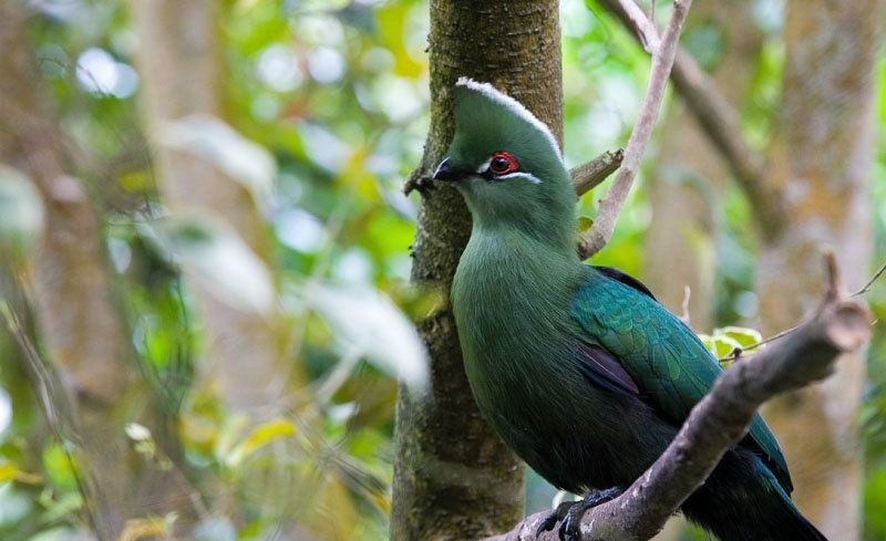 turaco-de-bico-preto