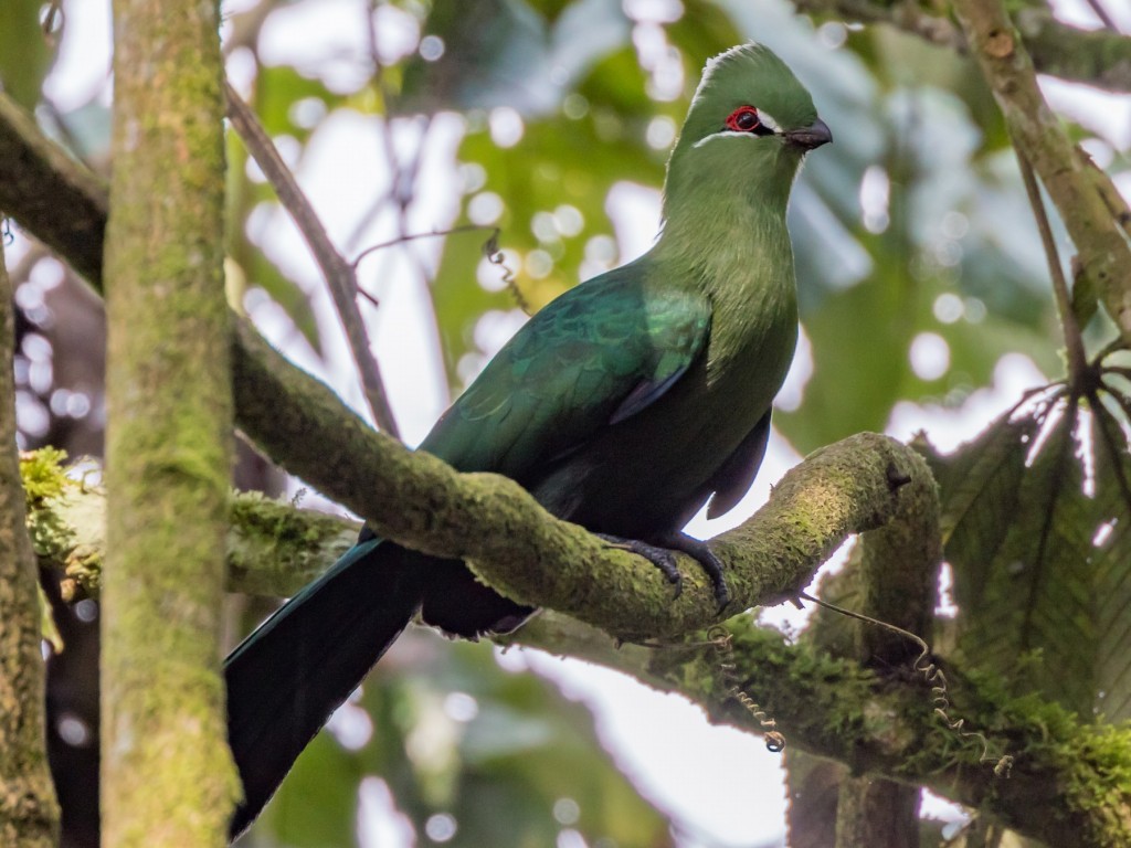 turaco-de-bico-preto