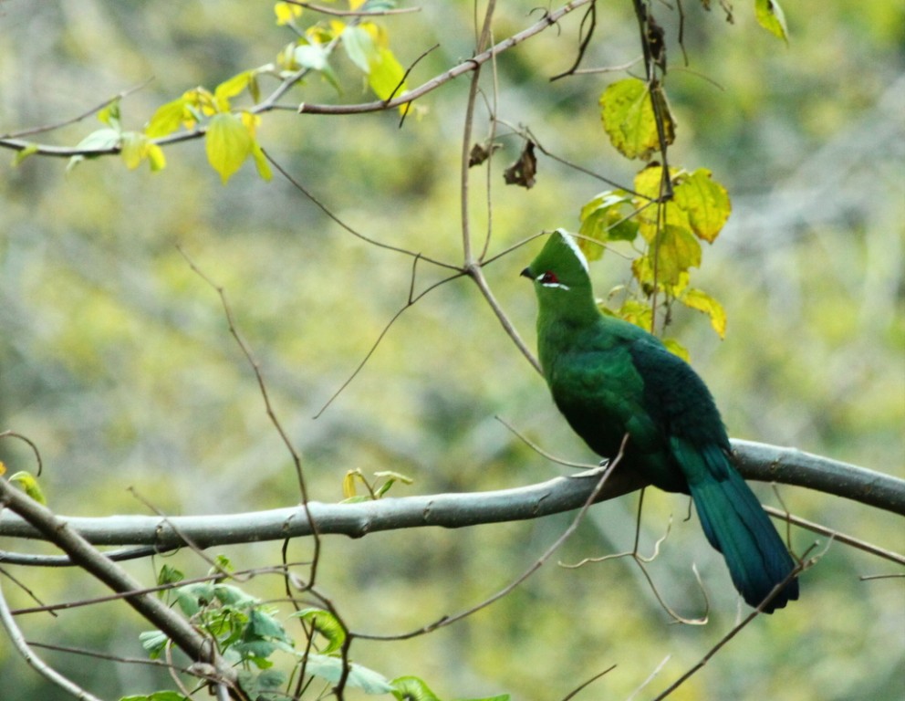 turaco-de-bico-preto