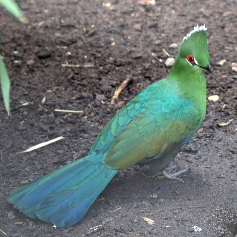 turaco-de-bico-preto