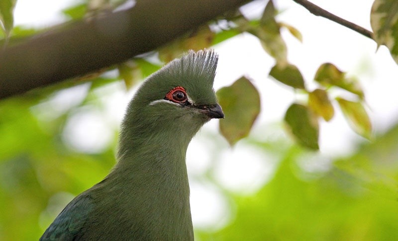 turaco-de-bico-preto 