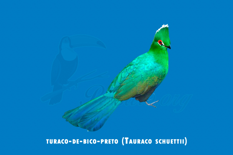 turaco-de-bico-preto (tauraco schuettii)