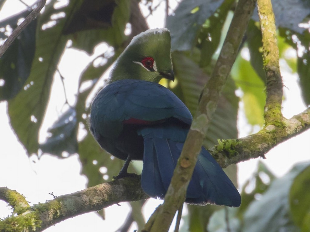 turaco-de-bico-preto