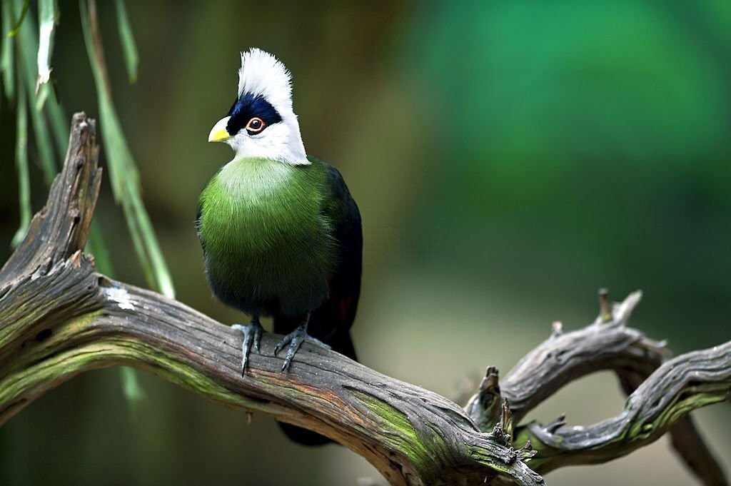 turaco-de-crista-branca