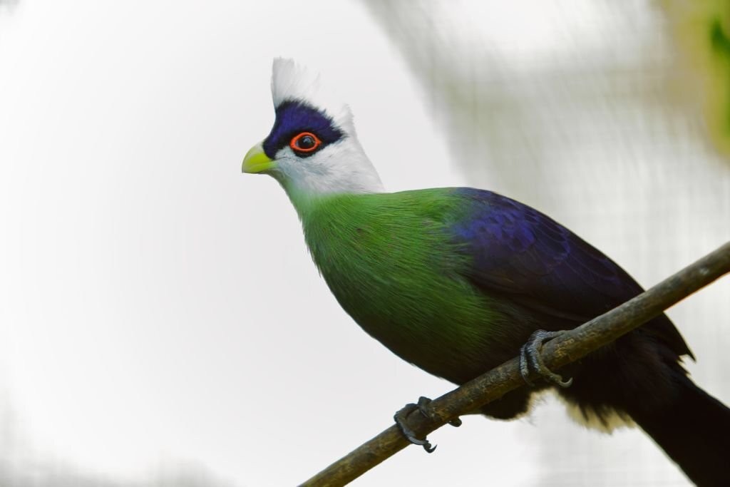 turaco-de-crista-branca