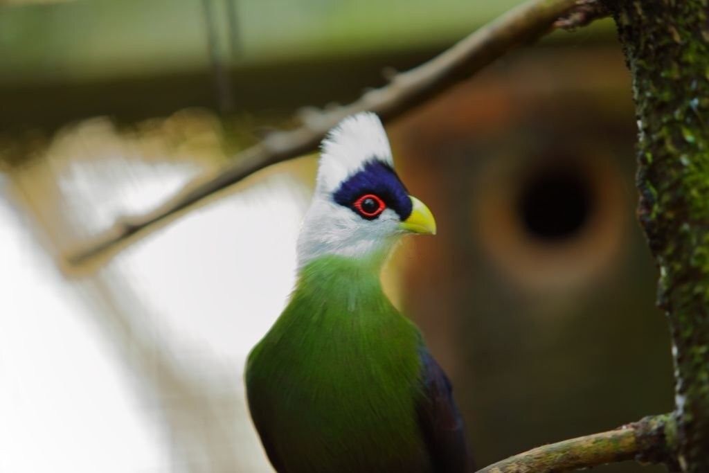 turaco-de-crista-branca