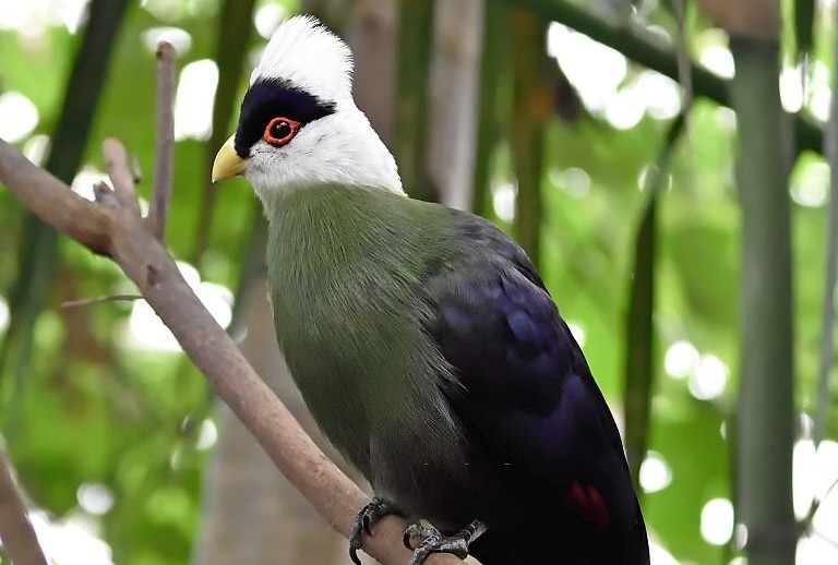 turaco-de-crista-branca